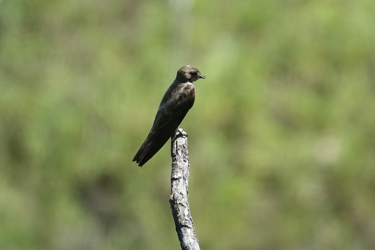 Northern Rough-winged Swallow - ML612887123