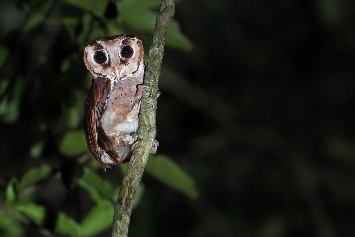 Oriental Bay-Owl - ML612887127