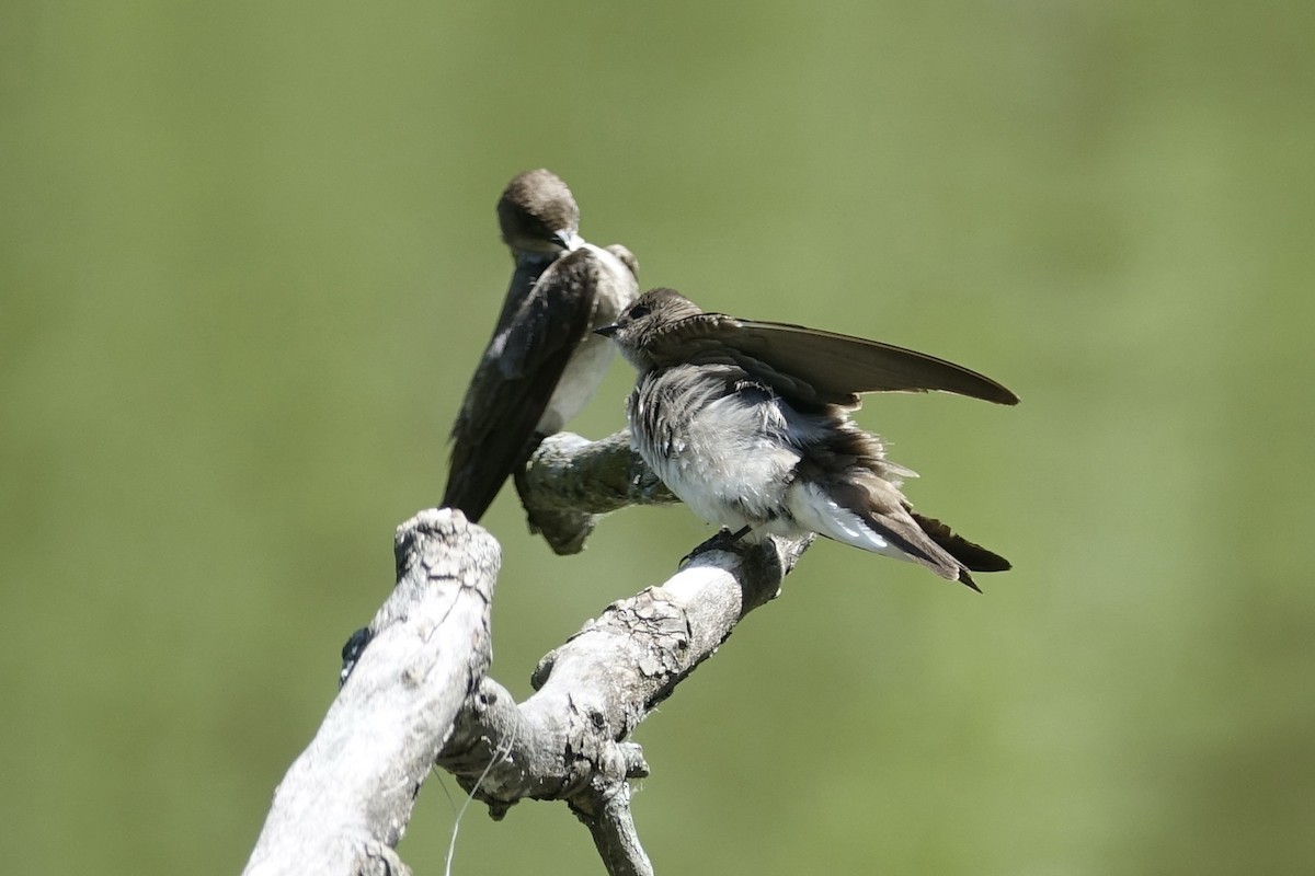 Northern Rough-winged Swallow - ML612887163