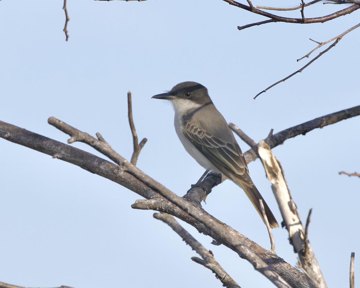 Loggerhead Kingbird - ML612887181