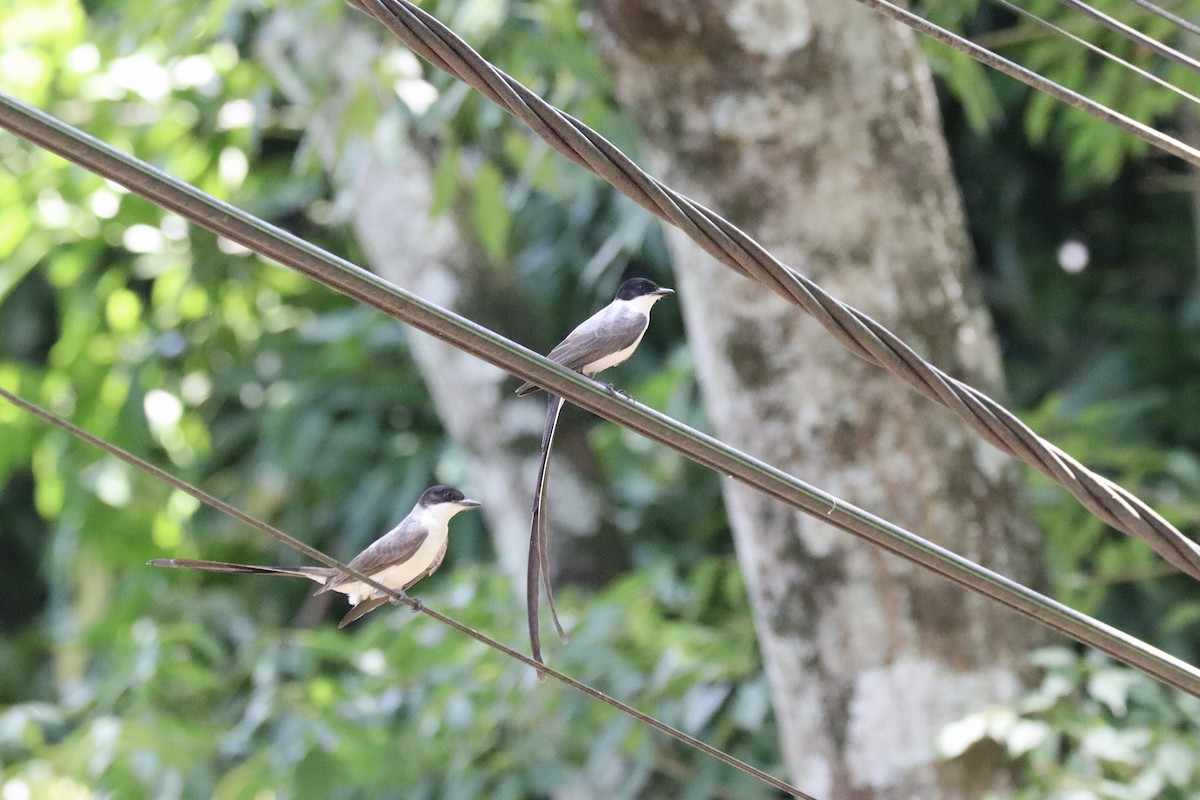 Fork-tailed Flycatcher - ML612887220