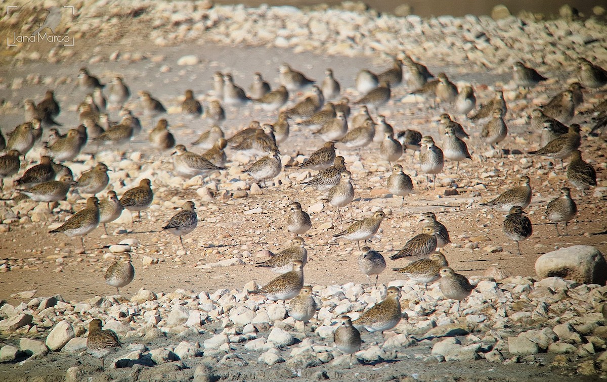 European Golden-Plover - ML612887253