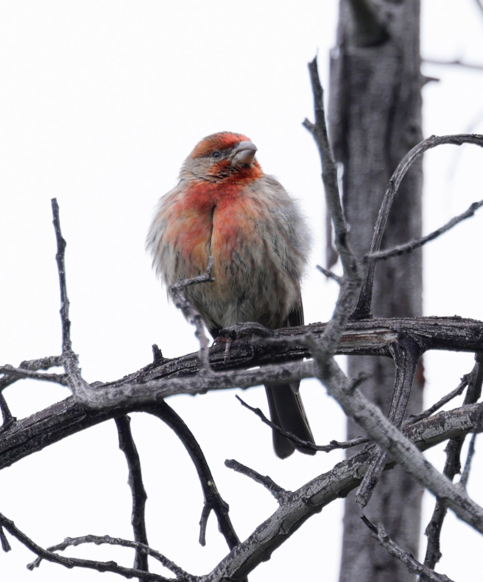 House Finch - David Barton