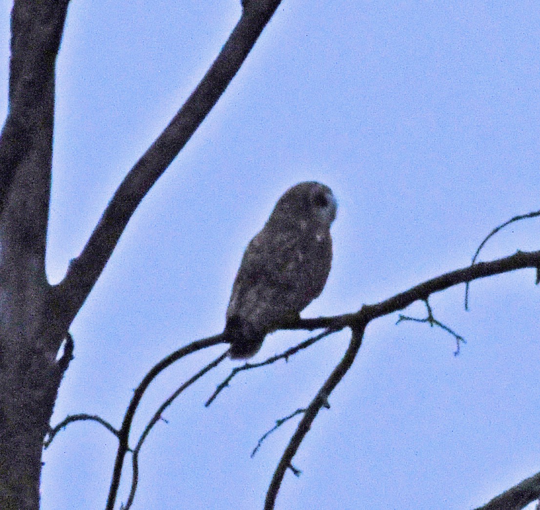 Short-eared Owl - ML612887334