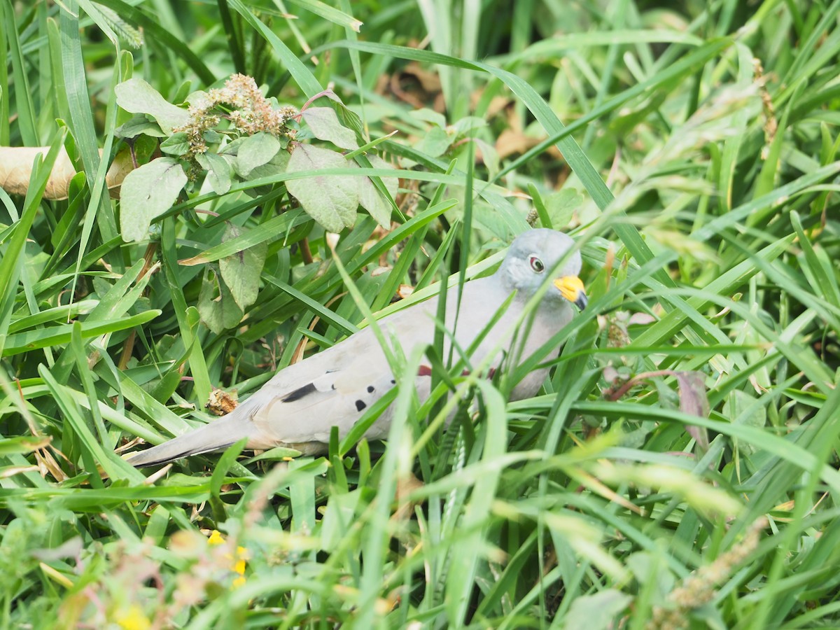 Croaking Ground Dove - Geraint Langford