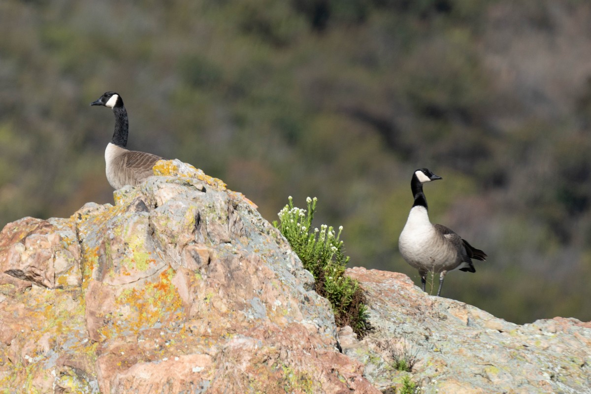 Canada Goose - ML612887353