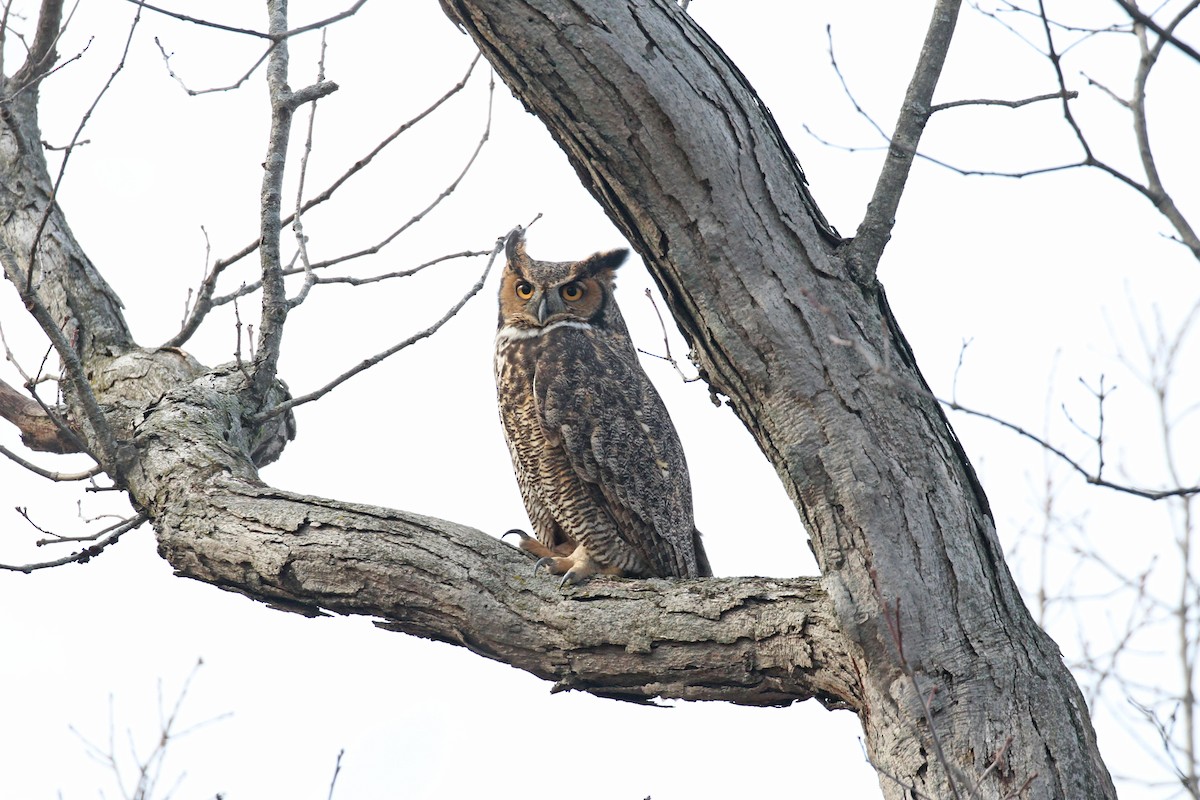 Great Horned Owl - ML612887432