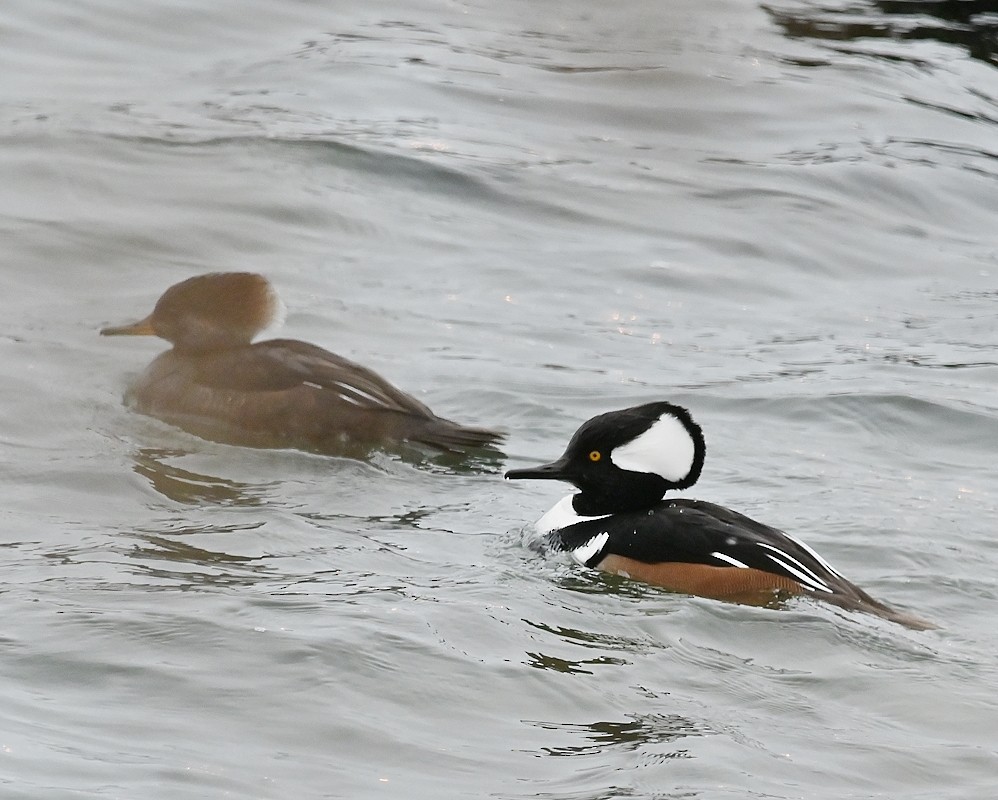 Hooded Merganser - Regis Fortin