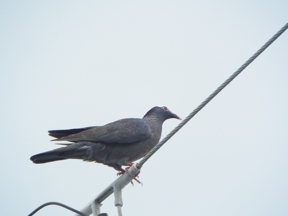 Pigeon à couronne blanche - ML612887492
