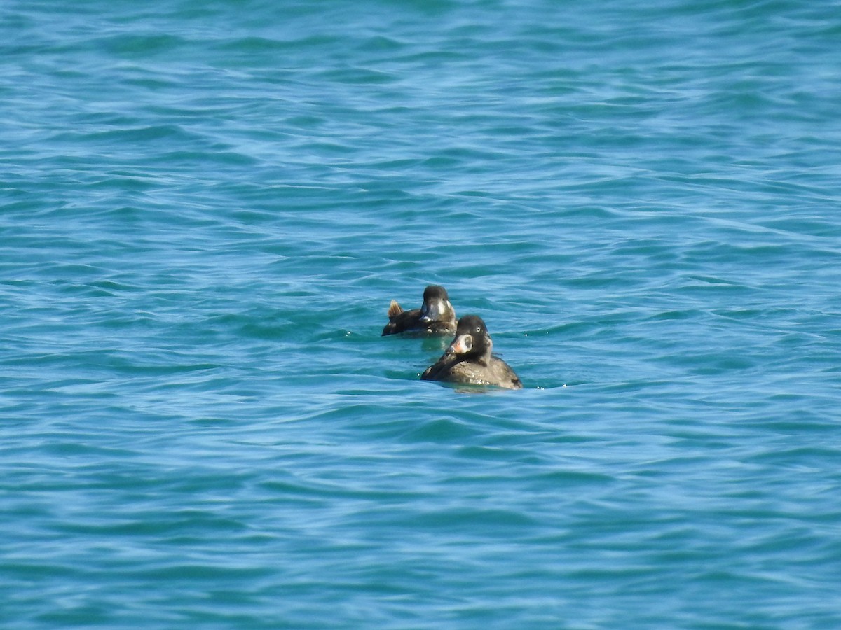 Surf Scoter - ML612887502