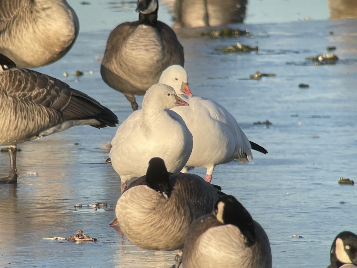 Ross's Goose - ML612887505