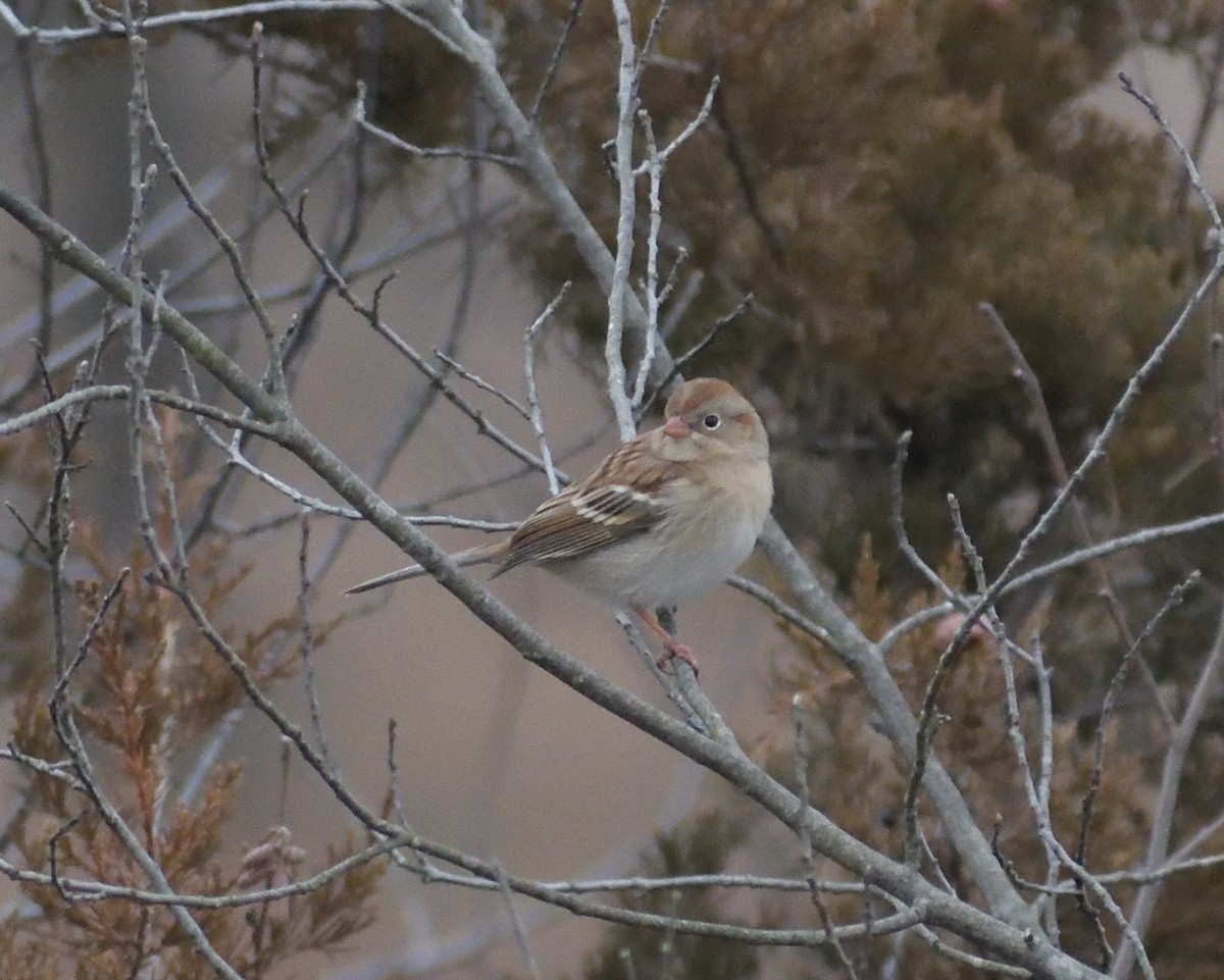 Field Sparrow - ML612887521