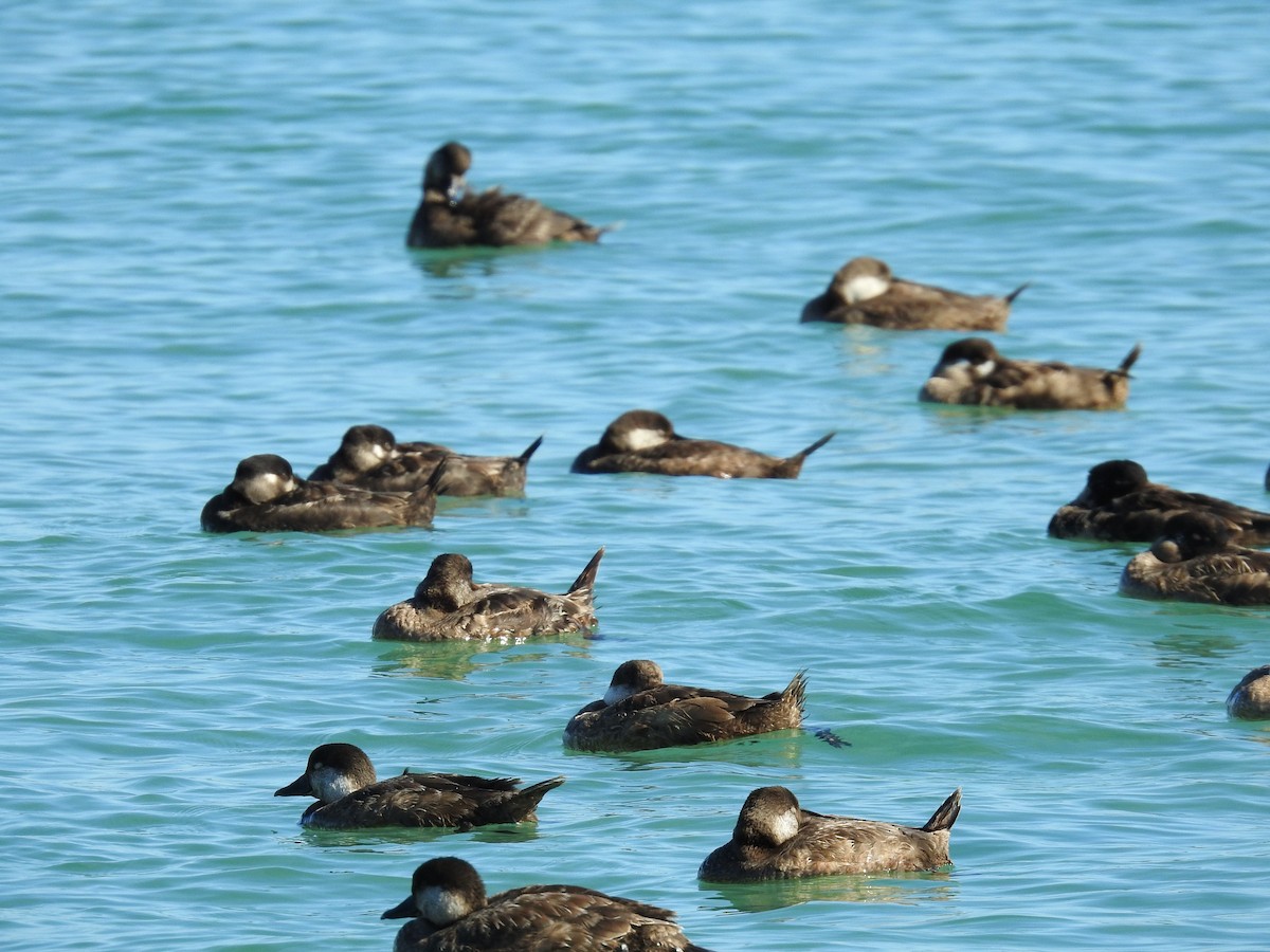 Black Scoter - ML612887533