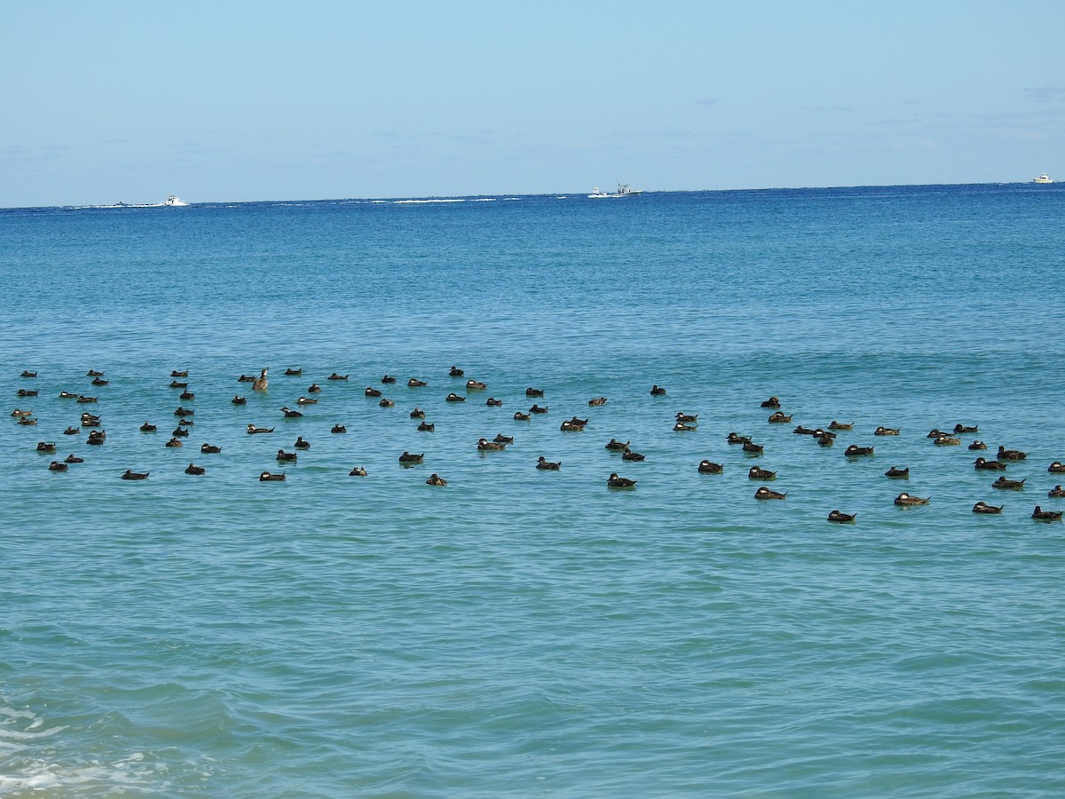 Black Scoter - ML612887534