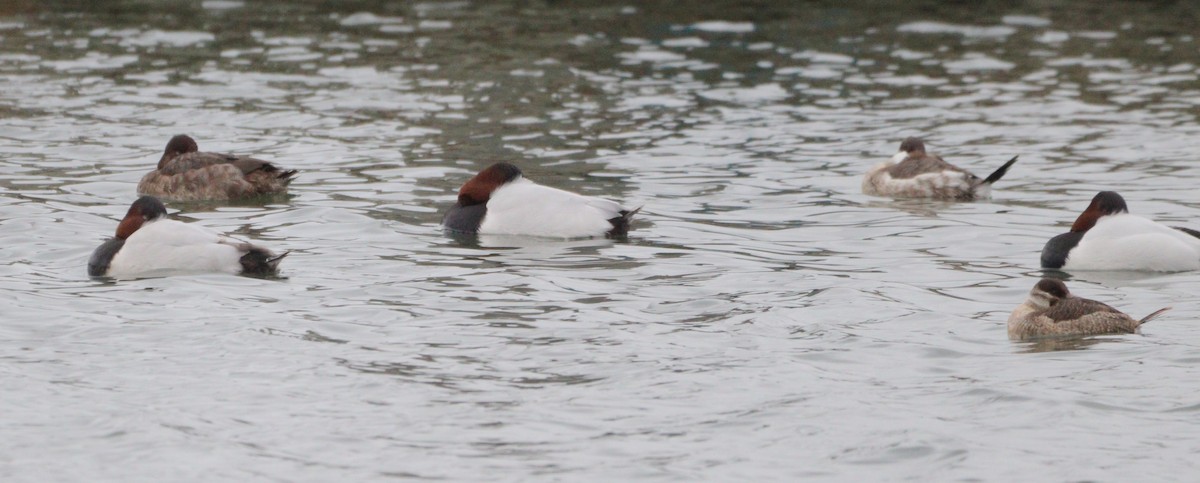 Canvasback - ML612887606