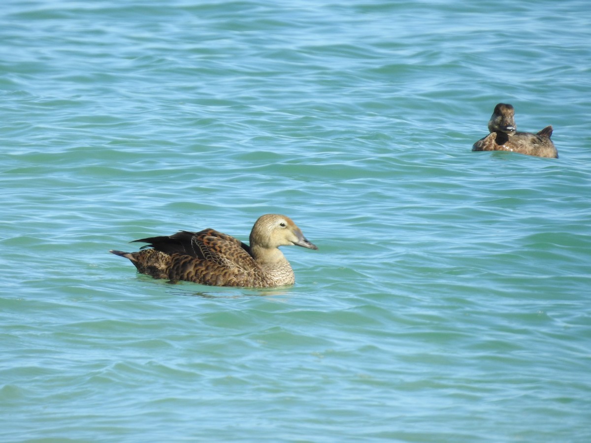 King Eider - ML612887608