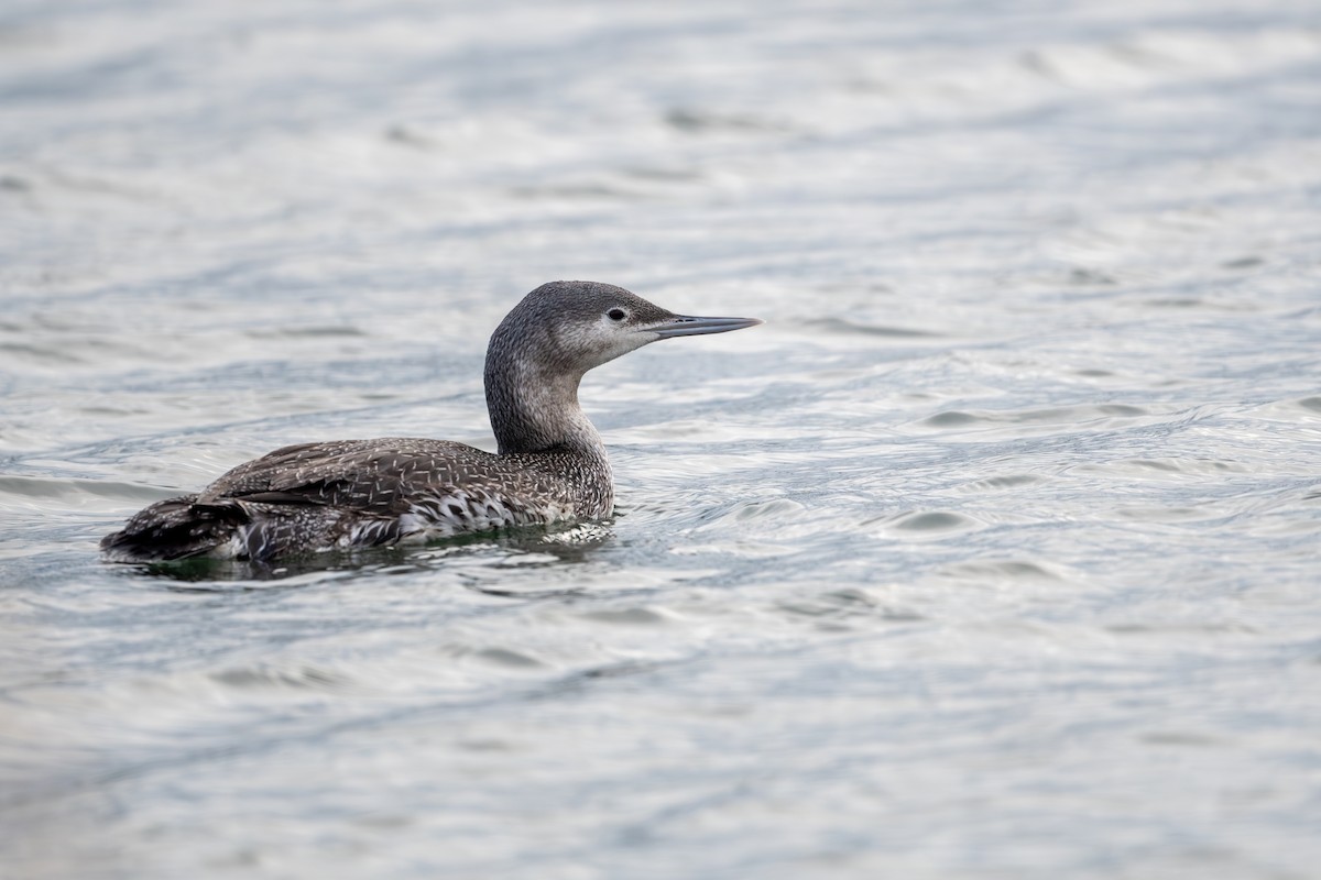 Red-throated Loon - ML612887621
