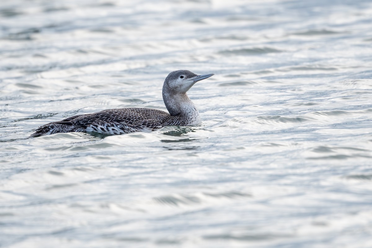 Red-throated Loon - ML612887625