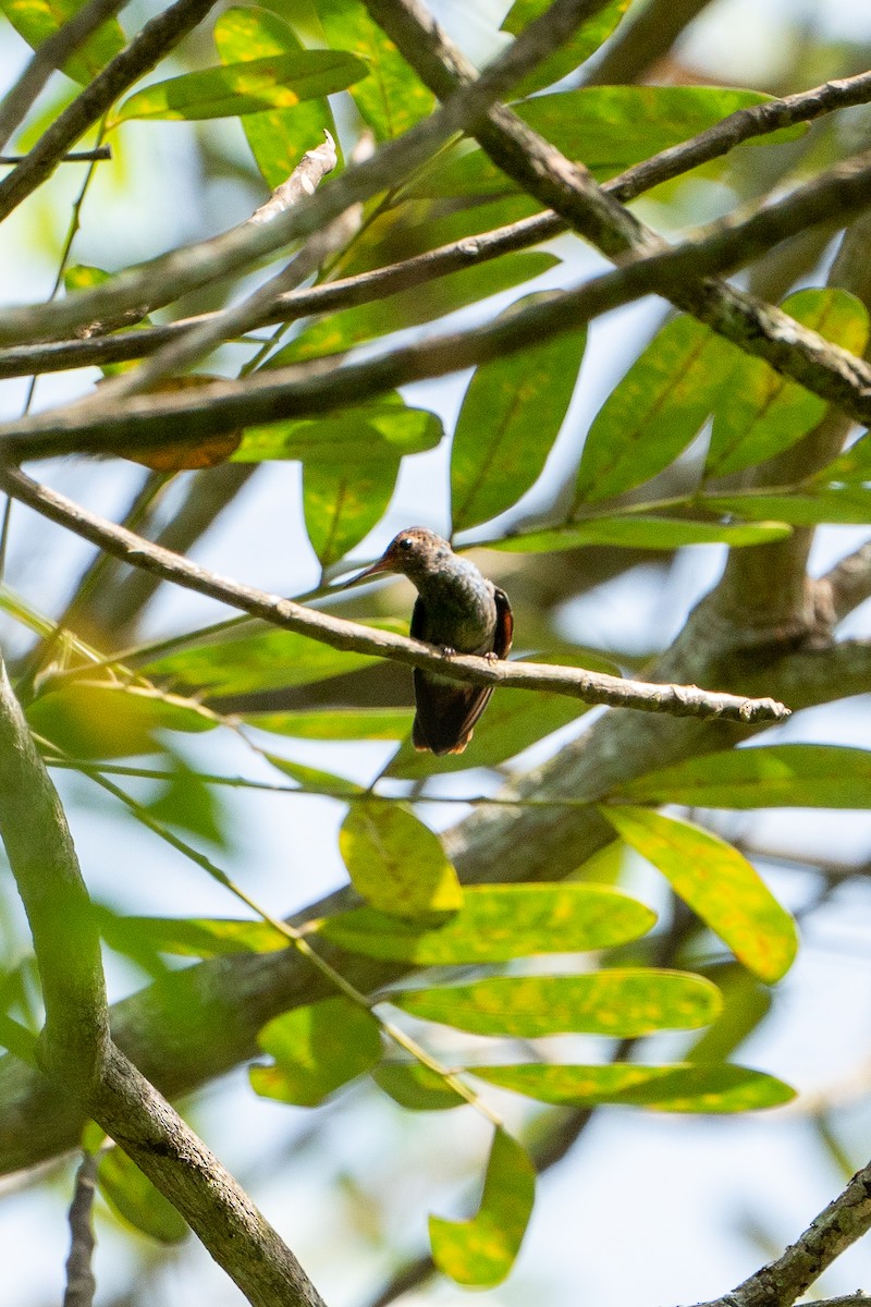 Rufous-tailed Hummingbird - Jamie LaMent