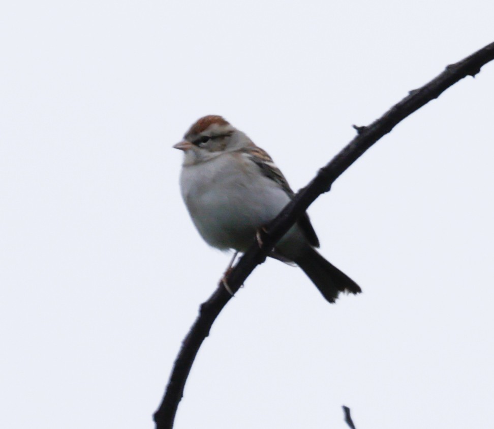 Bruant à couronne blanche - ML612887676