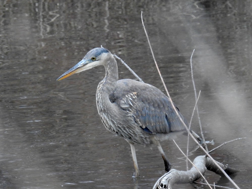 Great Blue Heron - ML612887715