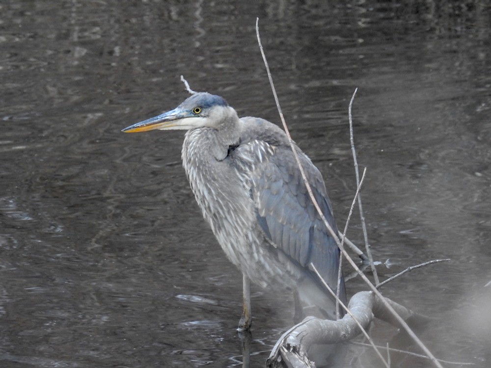 Great Blue Heron - ML612887716