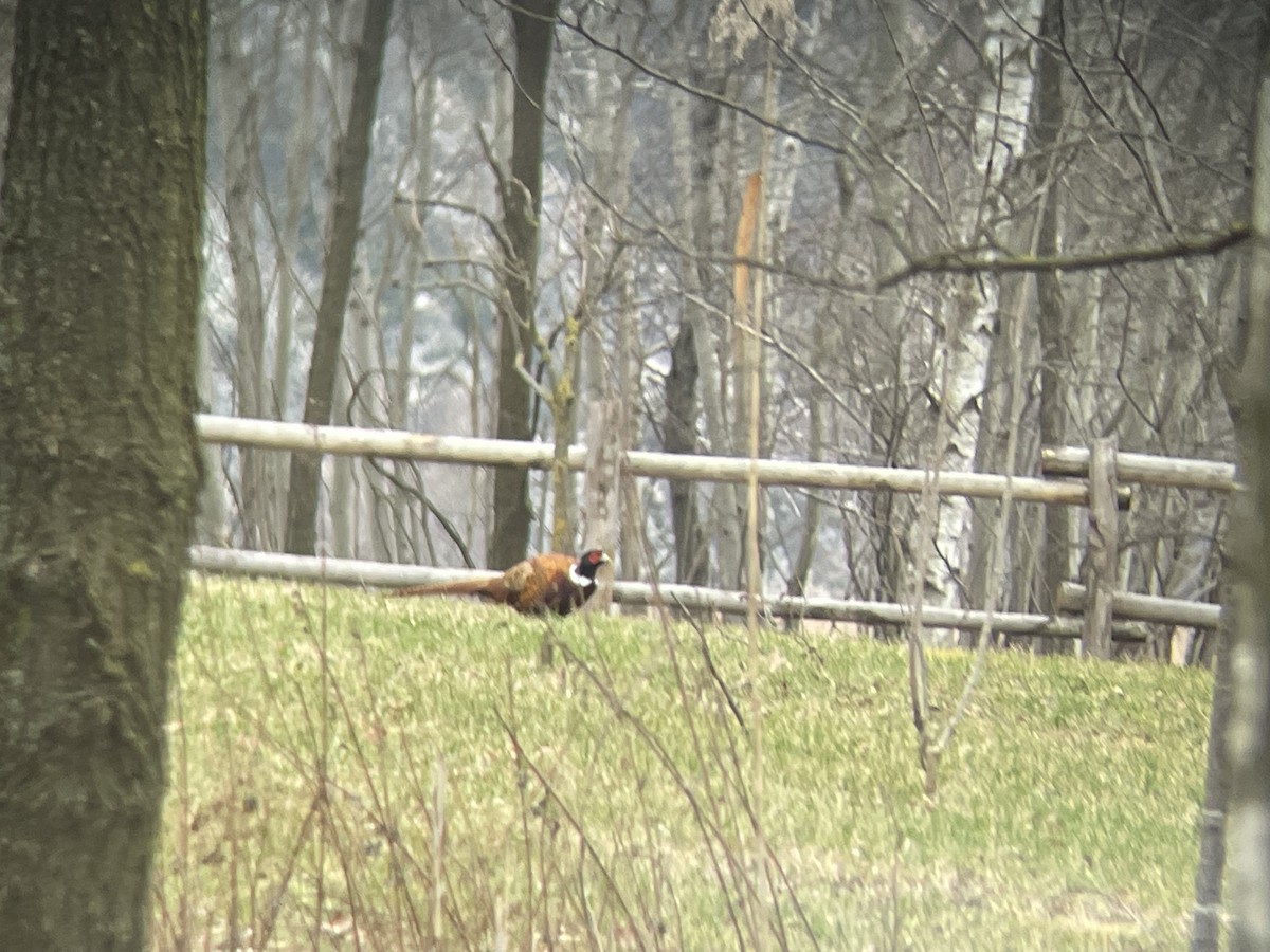 Ring-necked Pheasant - ML612887821