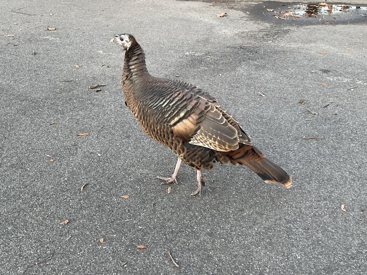 Guajolote Gallipavo - ML612887831