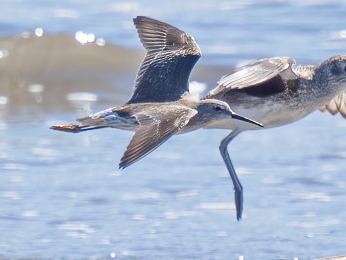 Bindenstrandläufer - ML612887845