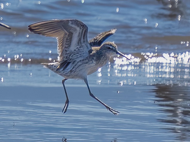 Stilt Sandpiper - ML612887856