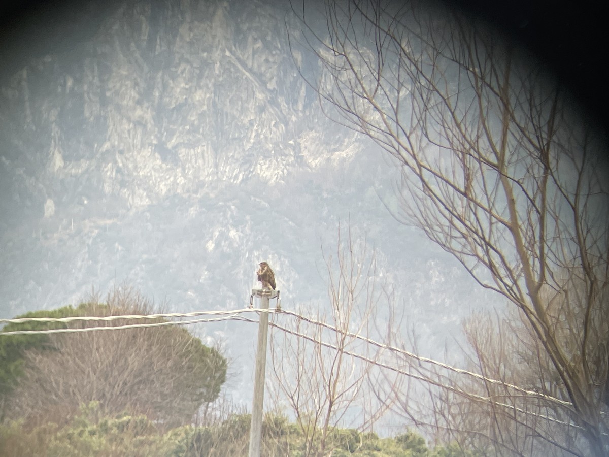 Common Buzzard - ML612887869