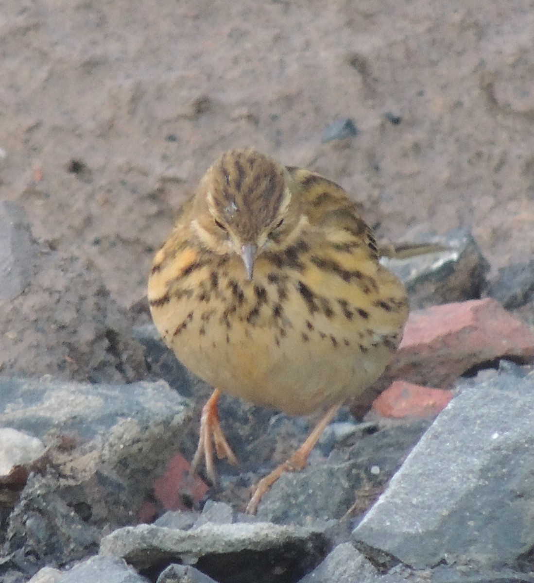 Meadow Pipit - Mark Easterbrook