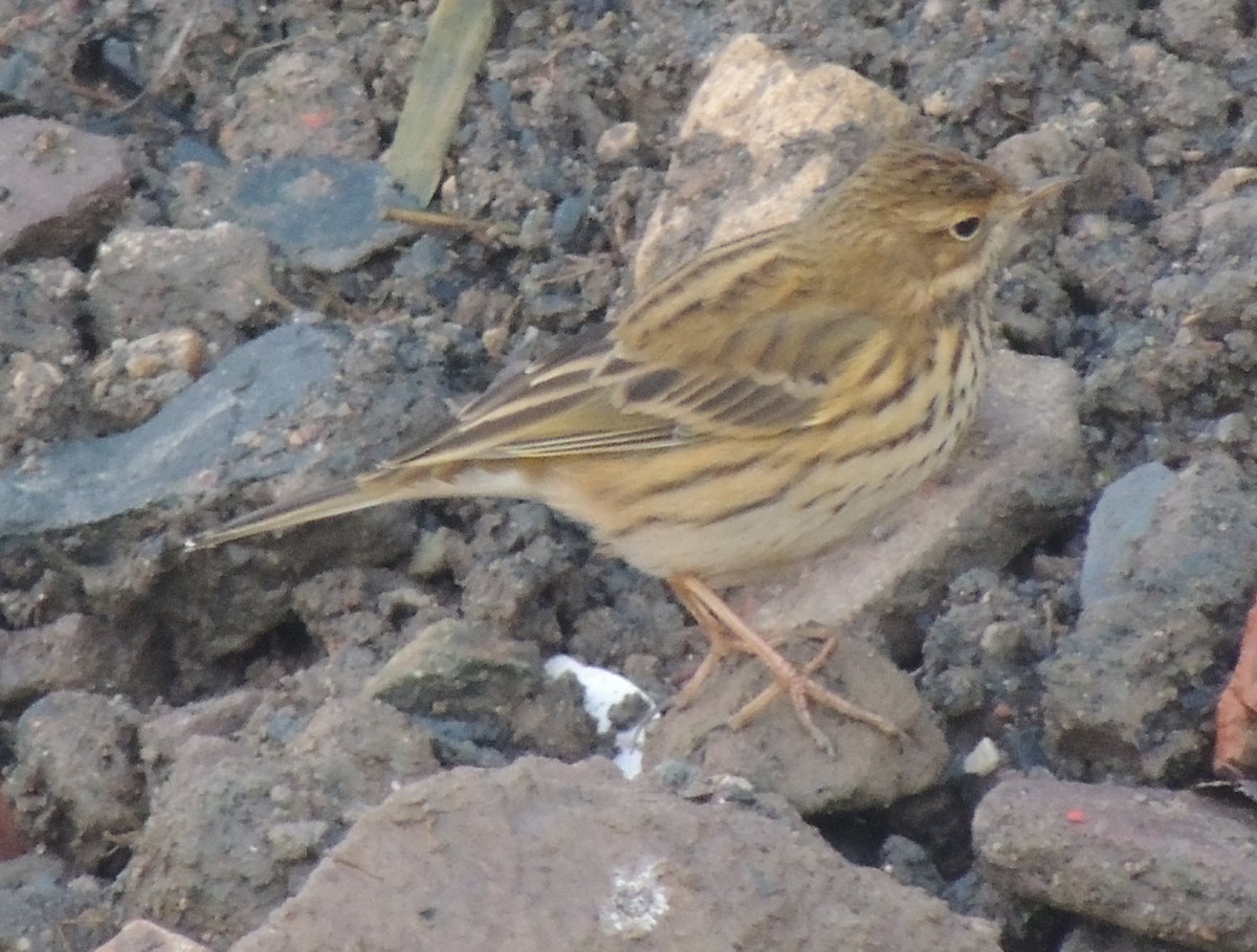 Meadow Pipit - Mark Easterbrook