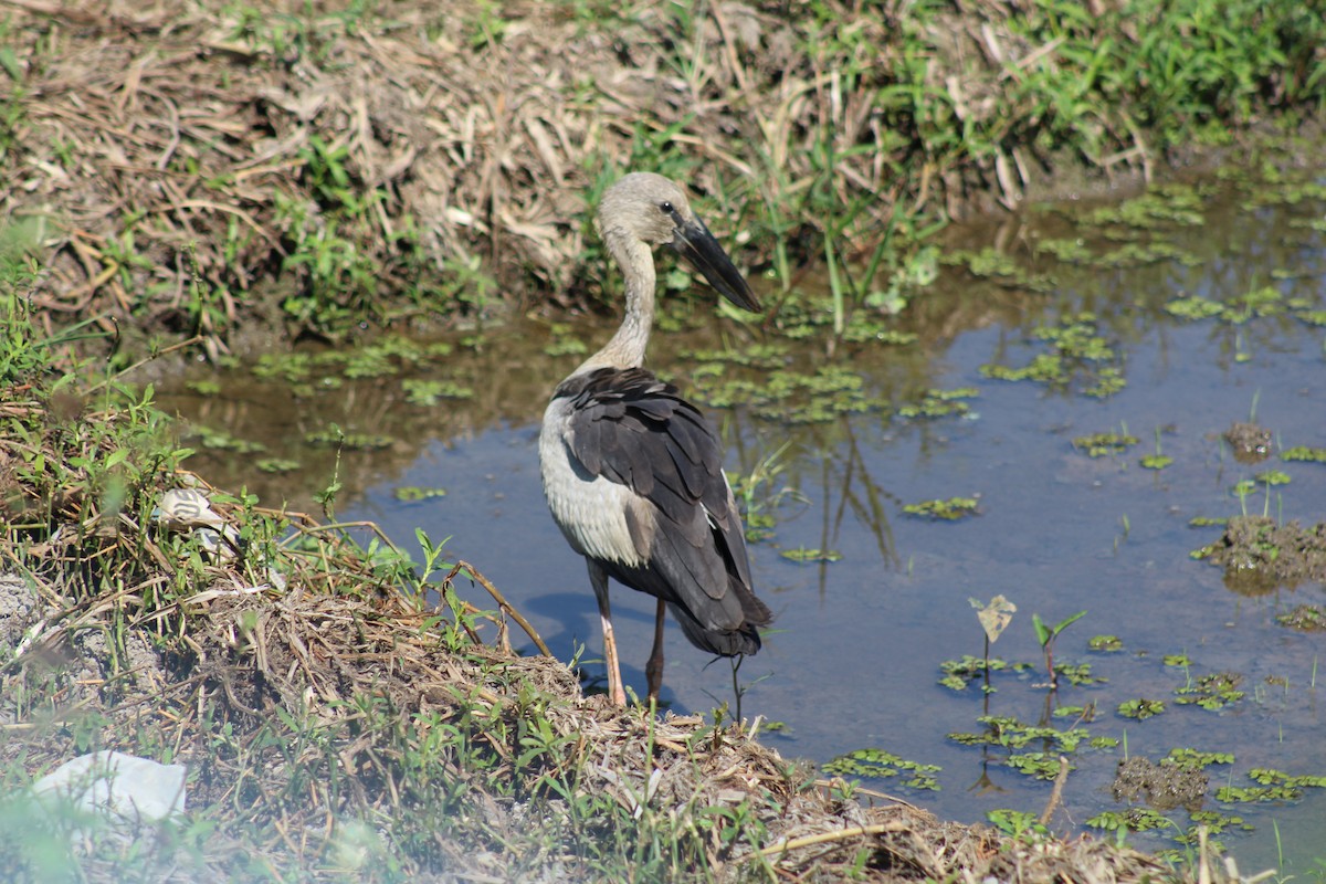 Asian Openbill - ML612887909