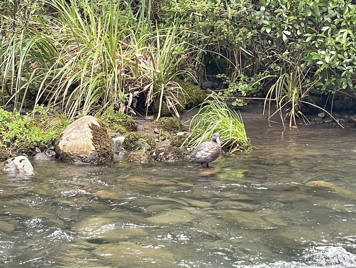 Blue Duck - ML612887925