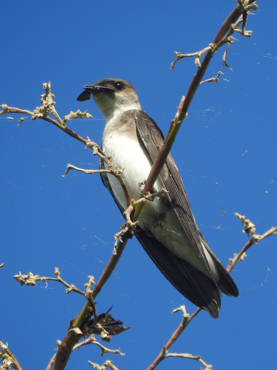 Brown-chested Martin - Patricio Ramírez Llorens