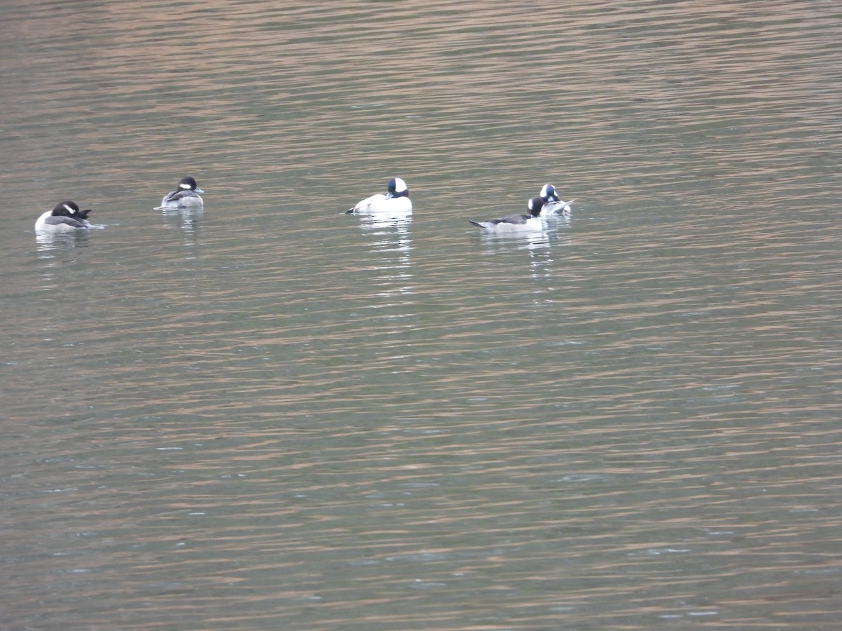 Bufflehead - ML612887950