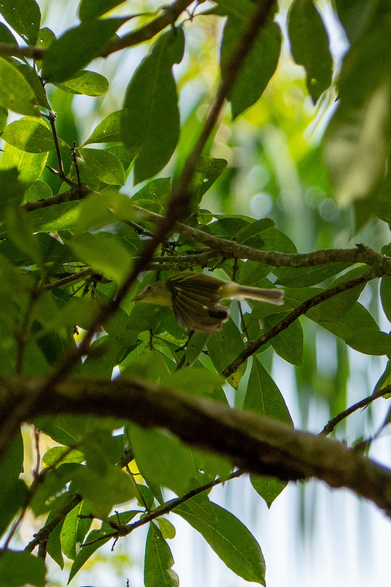 Yellow-olive Flatbill - ML612887952