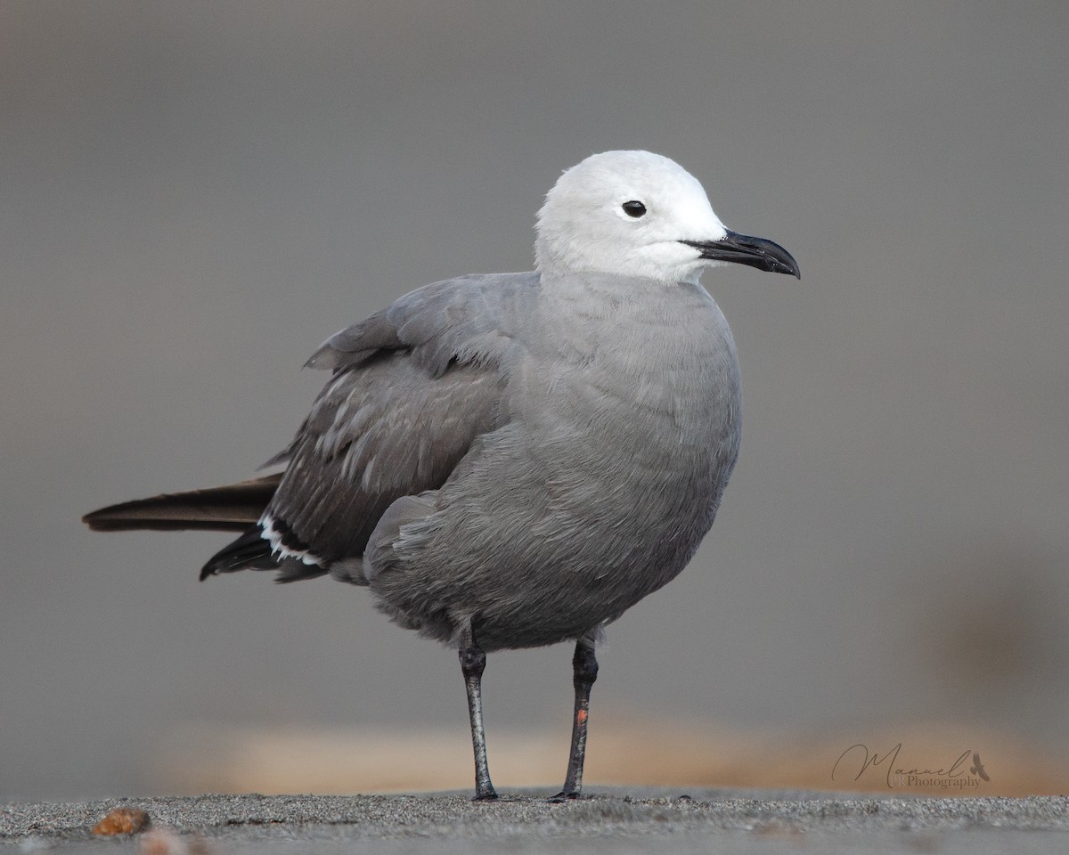 Gray Gull - ML612887955