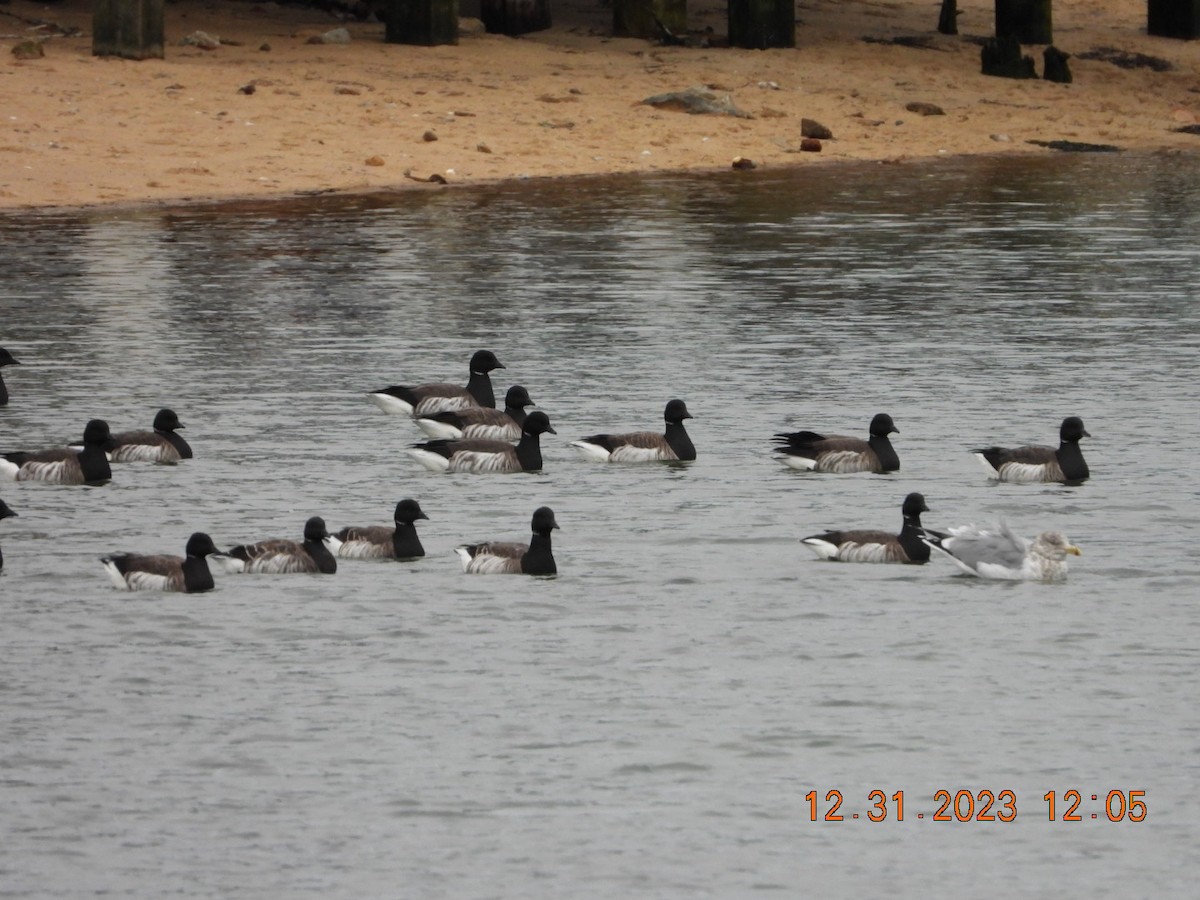 Brant - ML612887958