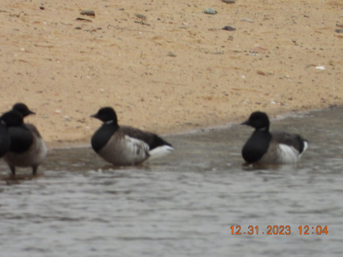 Brant - ML612887959