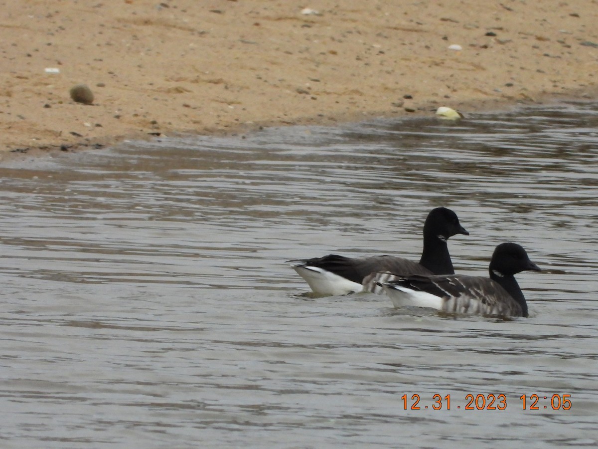 Brant - ML612887961