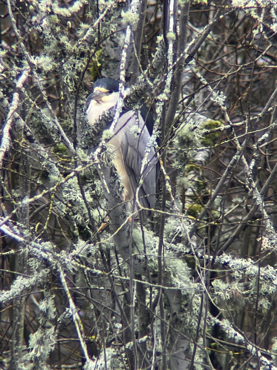 Black-crowned Night Heron - ML612888002