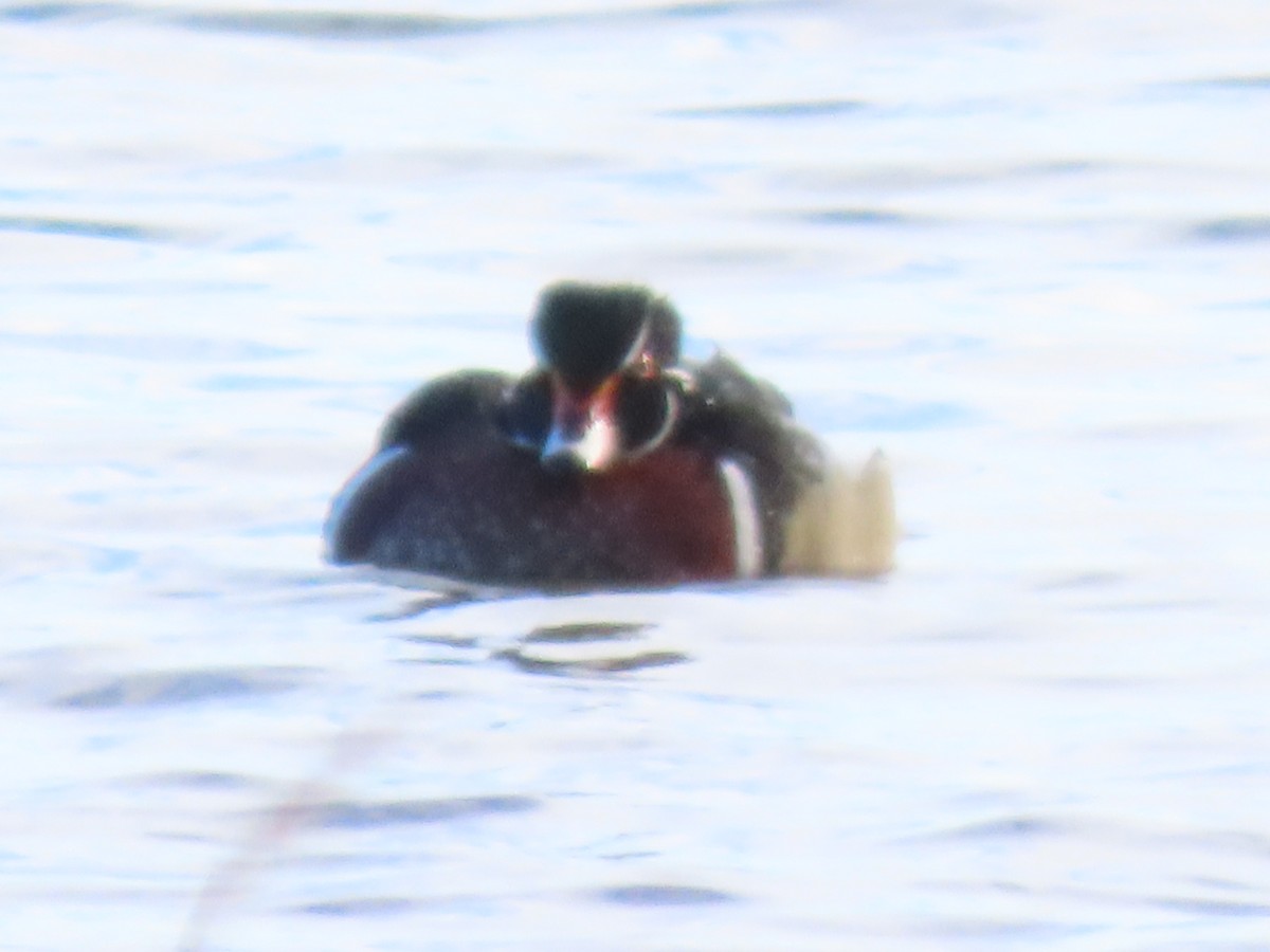 Wood Duck - ML612888056