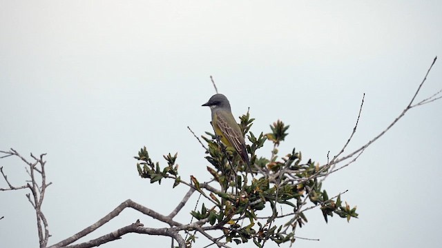 Cassin's Kingbird - ML612888064