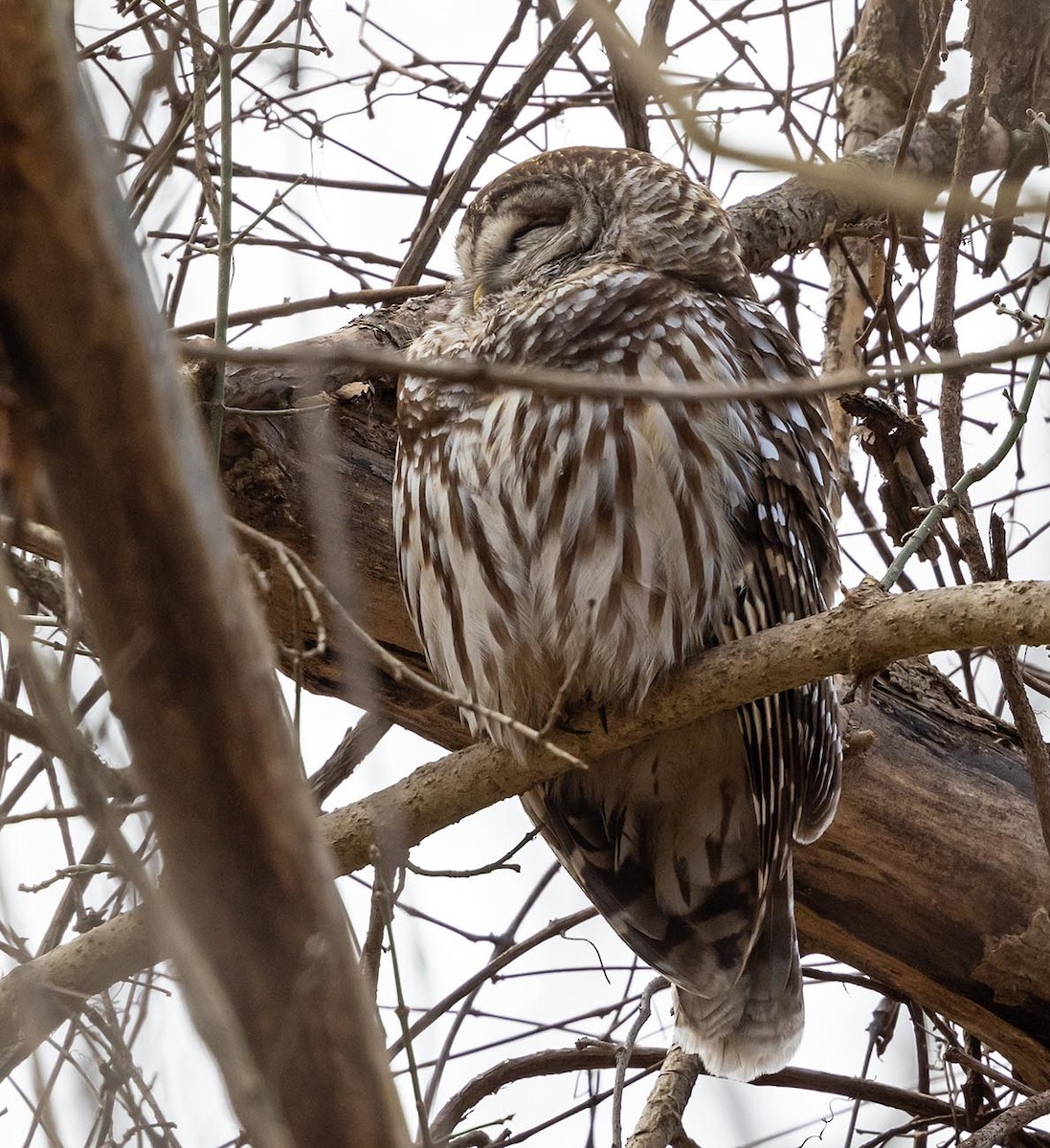 Barred Owl - ML612888073