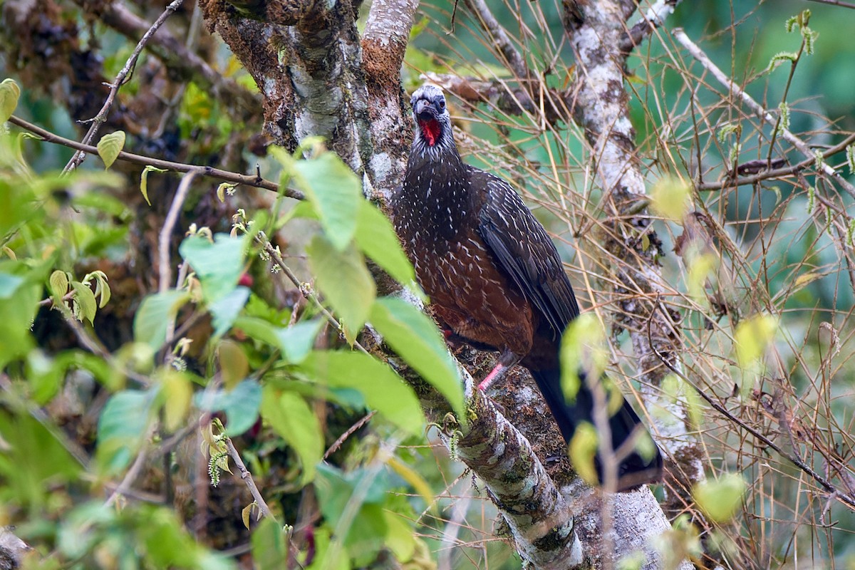 Andean Guan - Tomáš Grim