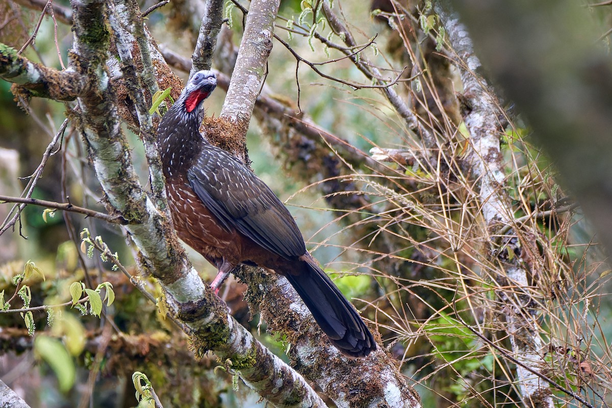 Andean Guan - ML612888123