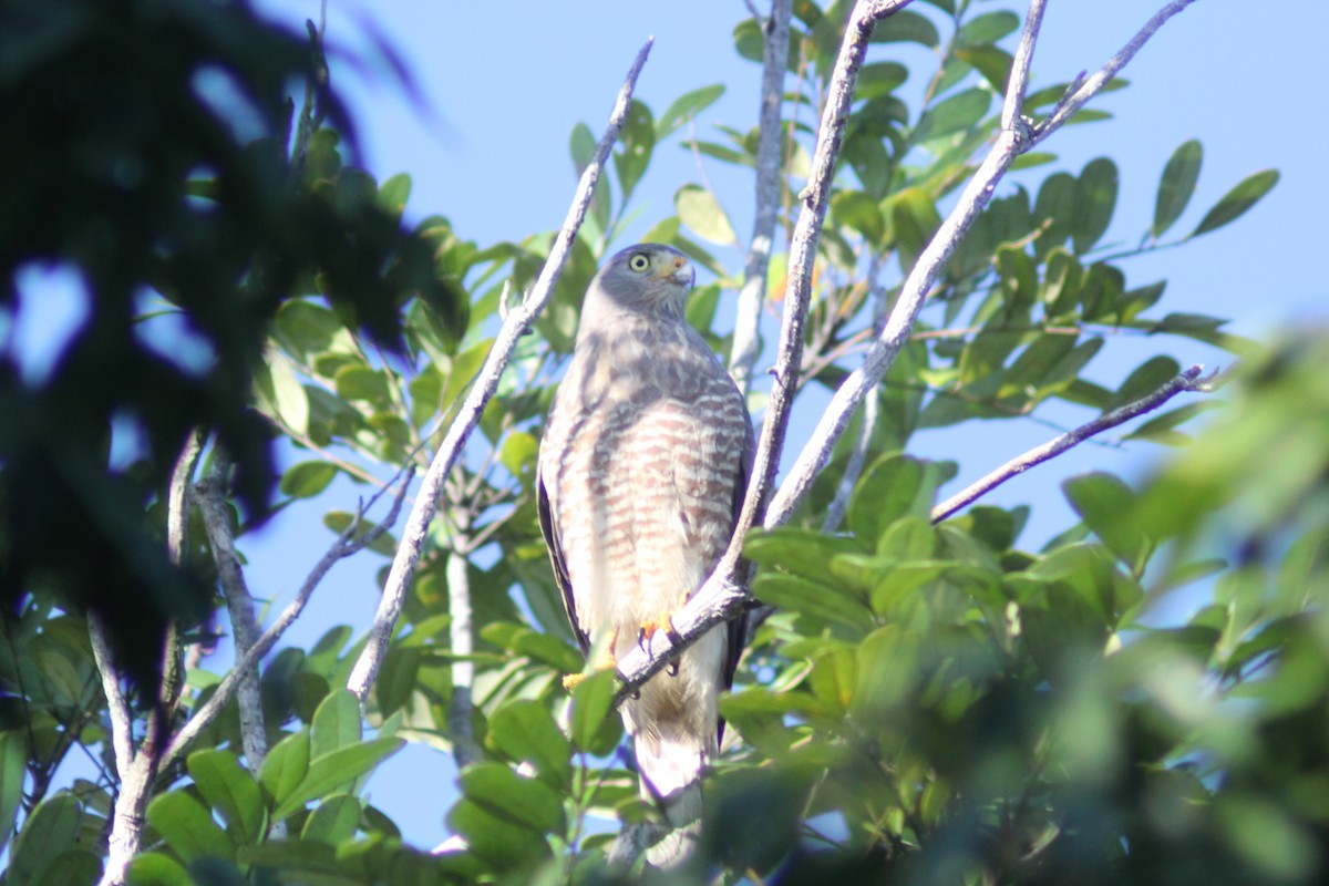 Roadside Hawk - ML612888156