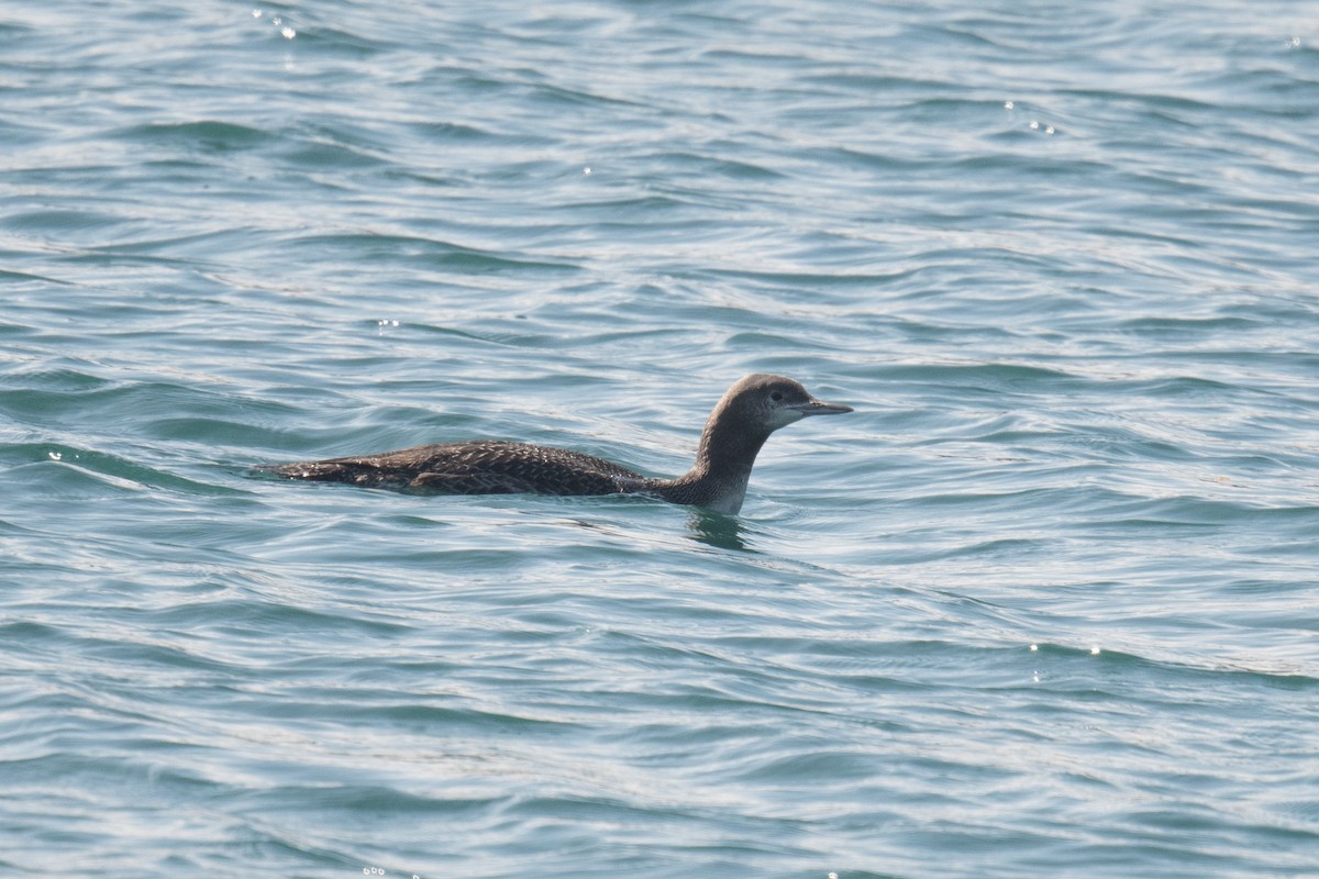 Red-throated Loon - ML612888177